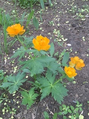 Trollius asiaticus
