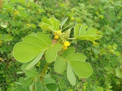 Senna uniflora