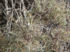 Rhopalomyia floccosa