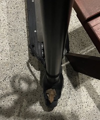 Sylvirana mortenseni