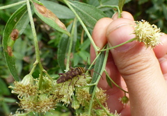 Megacyllene castanea
