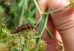 Megacyllene castanea