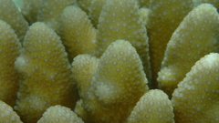 Acropora monticulosa