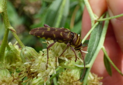 Megacyllene castanea