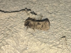 Acrolophus texanella