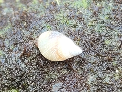 Littoraria pintado