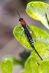 Calliephialtes grapholithae