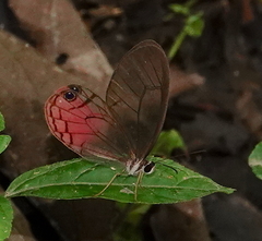 Cithaerias cliftoni