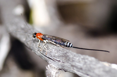 Calliephialtes grapholithae