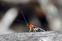 Calliephialtes grapholithae