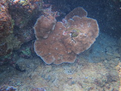 Montipora capitata