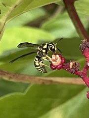 Stenodyneriellus guttulatus