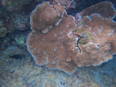 Montipora capitata