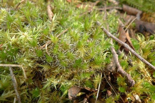 Heath Star-moss