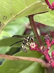 Stenodyneriellus guttulatus