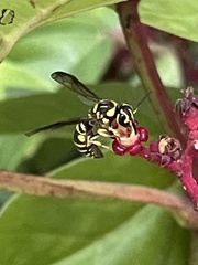 Stenodyneriellus guttulatus