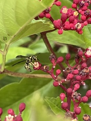 Stenodyneriellus guttulatus