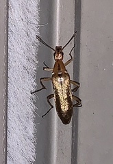 Cephaloon lepturides