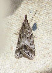 Eudonia rectilinea