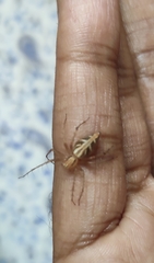 Araneae