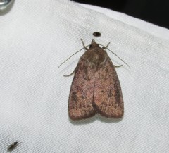 Pseudorthodes