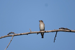 Muscicapa sibirica