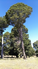 Cupressus guadalupensis