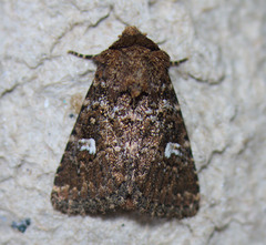 Properigea albimacula