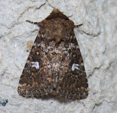 Properigea albimacula