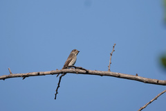 Muscicapa sibirica