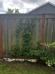 Toxicodendron diversilobum