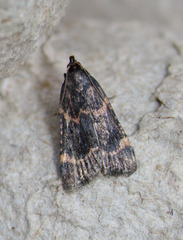 Aglossa cacamica