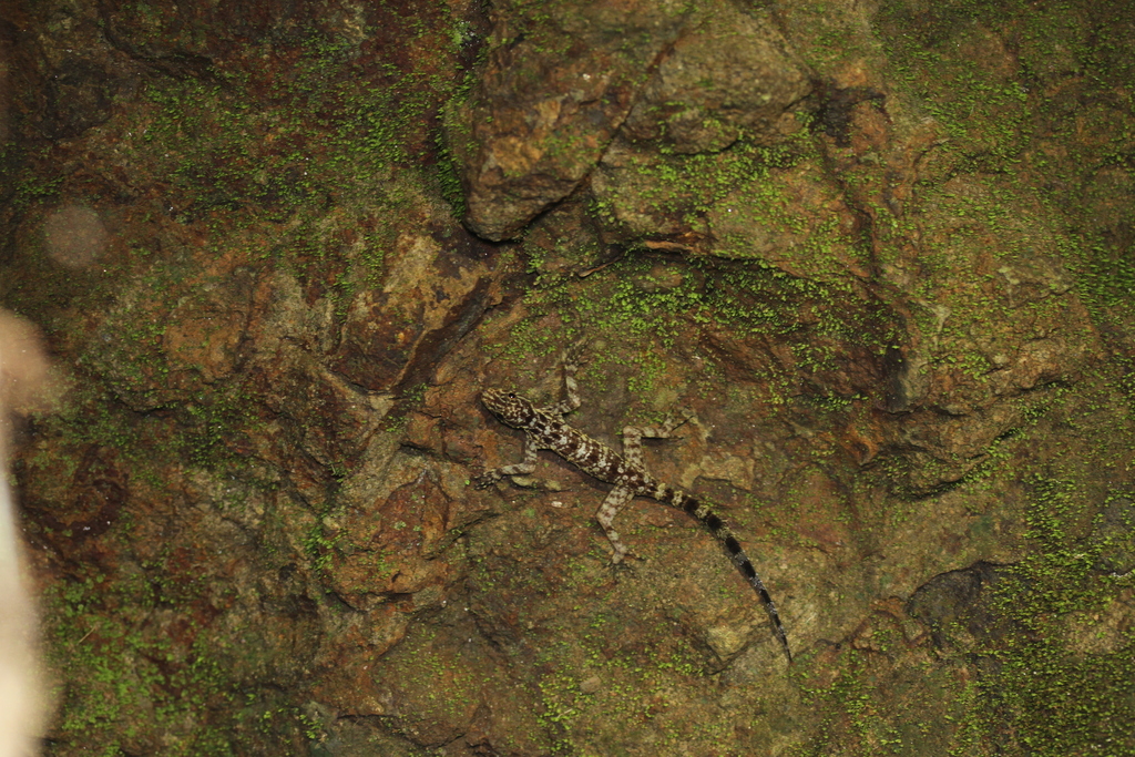 Muria Rock Gecko