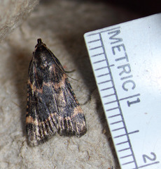 Aglossa cacamica
