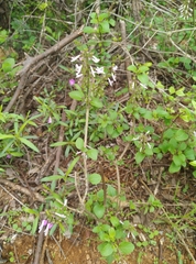 Orthosiphon rubicundus