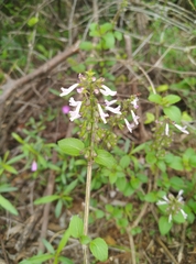 Orthosiphon rubicundus