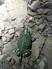 Anaxyrus debilis