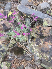 Boechera breweri breweri