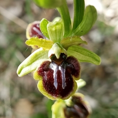 Ophrys sphegodes sphegodes