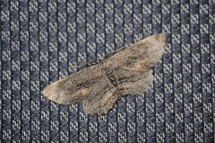 Aethaloida packardaria