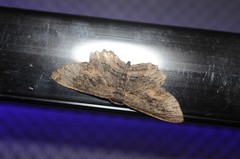 Aethaloida packardaria