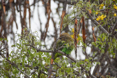 Poicephalus cryptoxanthus cryptoxanthus