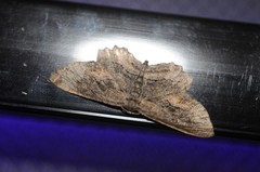 Aethaloida packardaria