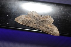 Aethaloida packardaria