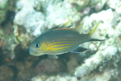 Pycnochromis vanderbilti