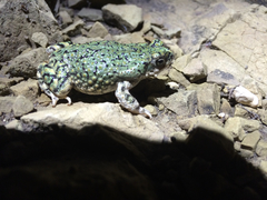 Anaxyrus debilis