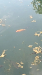 Amphilophus labiatus