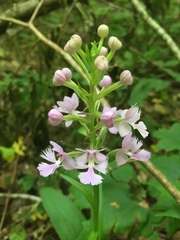 Platanthera grandiflora