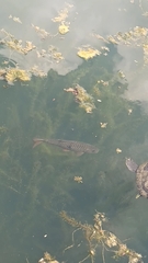 Hampala macrolepidota