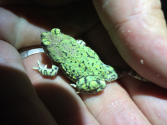 Anaxyrus debilis